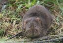 Water Voles: The tiny creature has recently been spotted again at Daws Hall in Lamarsh. Photo Credit: Neil Phillips, Daws Hall Nature Reserve