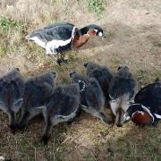A pair of red-breasted geese with their six goslings, bred at Daws Hall this year