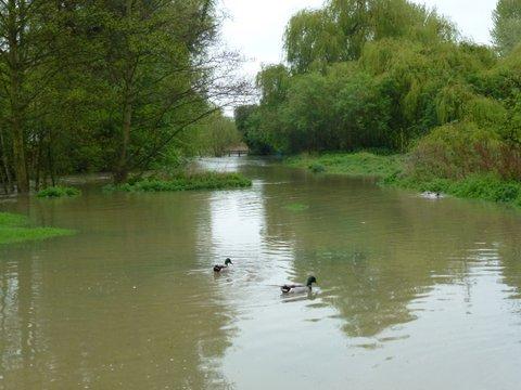 Ducks making the most of flooded Witham river walk path leading from Armond Road to the pond. Submitted by Eve Sweeting.