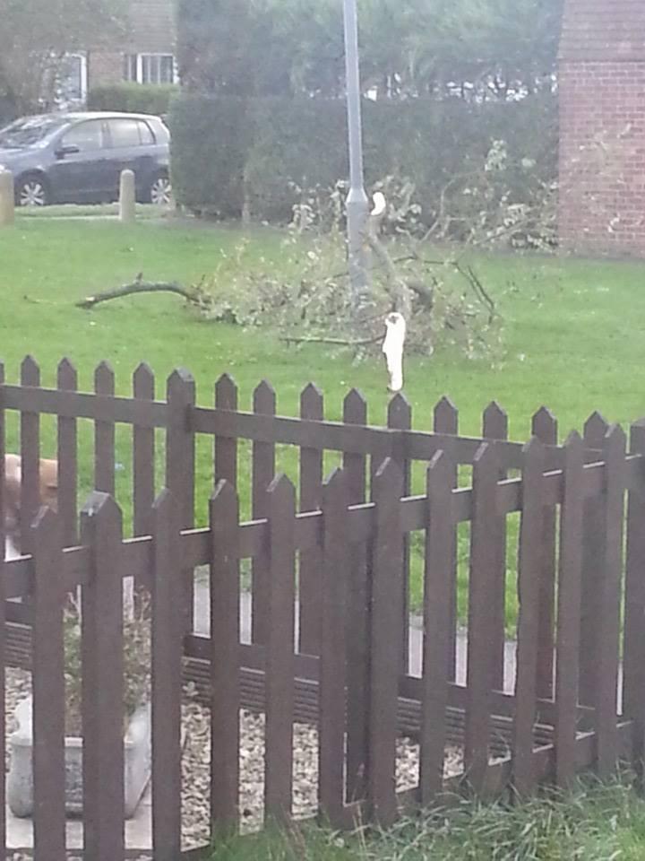 Helen Hankin's 15-year-old daughter Emma dragged this tree out of the way of traffic and onto the green in Humber Road, Witham.