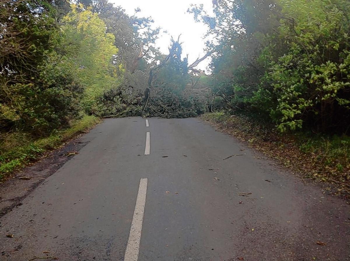 Chloe Bird sent us this photo of Brunwin Road, Rayne, that has been blocked by a fallen tree.