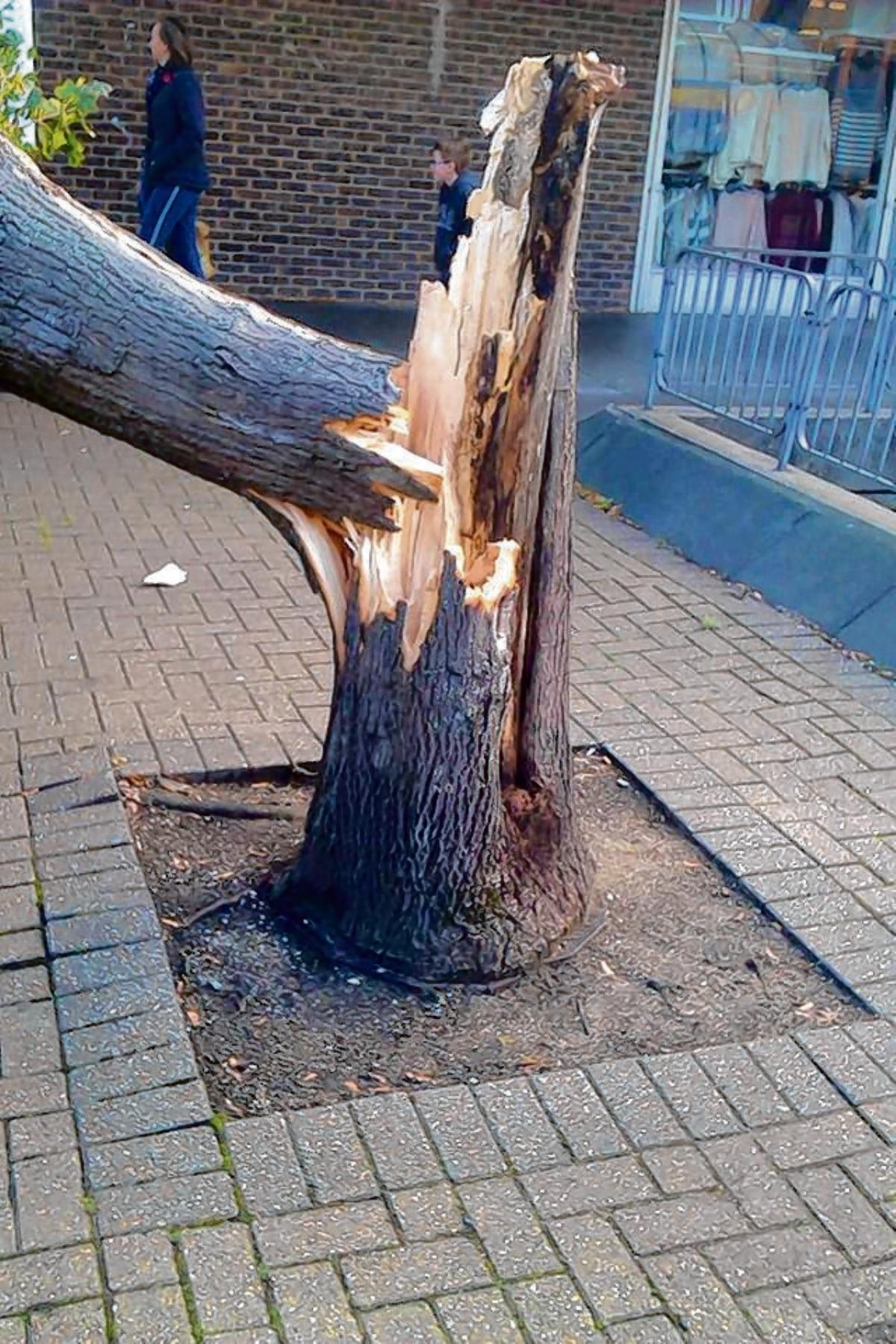A tree in the Newlands Precinct, Witham. Photo taken by Kevin Slattery.