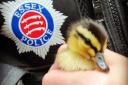 A duckling was killed by an impatient driver in Halstead
