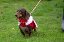 Rupert Anderson (Dog) tom bowdidge santa paws walk