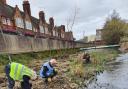 Volunteers to to the river in April to plant the new plants