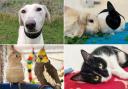 Meet the animals that need help finding their forever home
