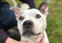 Foster Appeal - a new foster appeal has been made for Judy, who is struggling with kennel life