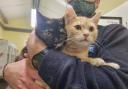 Six-month-old kittens found dumped in a town's car park in box