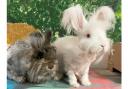 FLUFFY FRIENDS: Snowball and Sassy are waiting at Danaher looking for a forever home