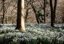 The snowdrops at Daws Hall will be open to enjoy over the next month (Picture: Katrina Grahame)