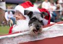 NEVER TOO EARLY: Festive friends at the dog show