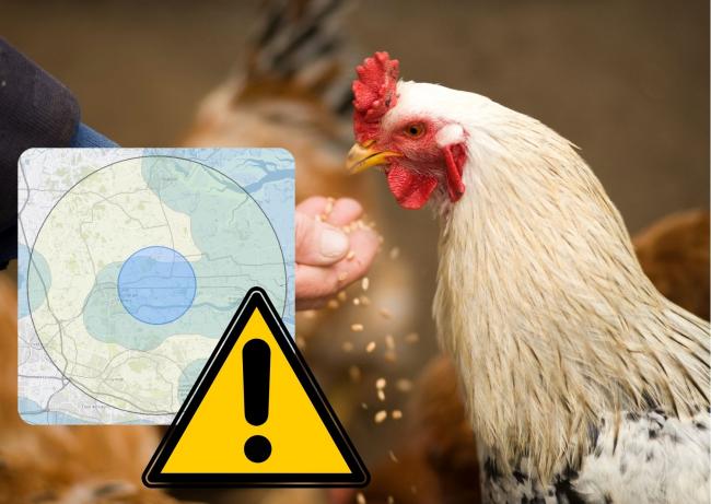 Where bird flu cases have been recorded in Essex (and where emergency control zones are)