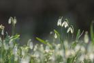 Winter Flower - Snowdrop Sundays are coming back to Daws Hall for January and February