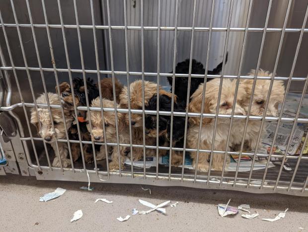 Halstead Gazette: Some of the puppies which were abandoned. Photo: RSPCA