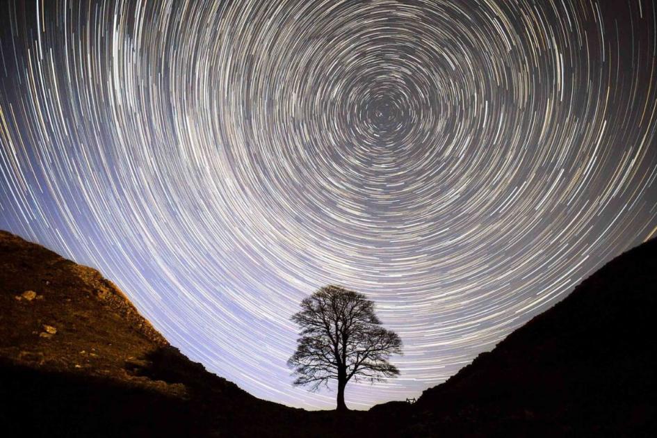 How old is the Sycamore Gap tree on Hadrian's Wall? The iconic Robin Hood feature