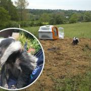 The RSPCA have released the badger back to his sett