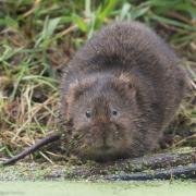 Water Voles: The tiny creature has recently been spotted again at Daws Hall in Lamarsh. Photo Credit: Neil Phillips, Daws Hall Nature Reserve