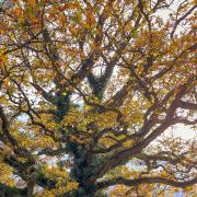 The majestic oak tree at Helions Bumpstead