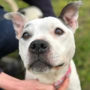 Foster Appeal - a new foster appeal has been made for Judy, who is struggling with kennel life