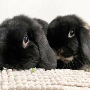 Precious Pair: Romeo and Juliet are looking for a home together