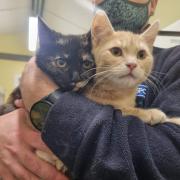 Six-month-old kittens found dumped in a town's car park in box