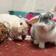 BUNNY LOVE: Barney and Maisie need a home
