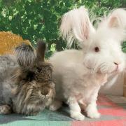 FLUFFY FRIENDS: Snowball and Sassy are waiting at Danaher looking for a forever home