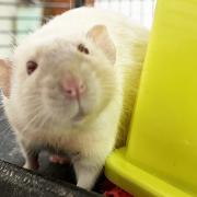 PATIENTLY WAITING: Beano is one of seven boy rats looking for a home