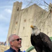 Songsmith: Nik Kershaw's new song will be performed at Hedingham Castle (Eden Falconry)