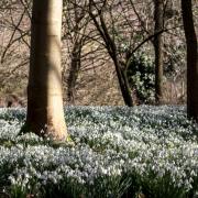 The snowdrops at Daws Hall will be open to enjoy over the next month (Picture: Katrina Grahame)