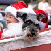 NEVER TOO EARLY: Festive friends at the dog show