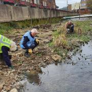 HELPING HAND: Volunteers planting at the River Colne in Halstead in 2017