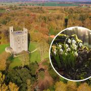 Hedingham Castle is inviting guests for its annual snowdrop walks