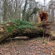 Path blocked - The large fallen tree