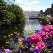 Flowers - Halstead Mill and The Causeway
