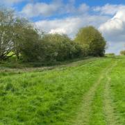 Beautiful - the footpath in Scotch Pastures