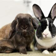 NEEDING LOVE: Whisky and Persephone are waiting at the Danaher Animal Home in Wethersfield