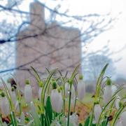 Hedingham Castle kicks off their season with Snowdrop Sundays this month