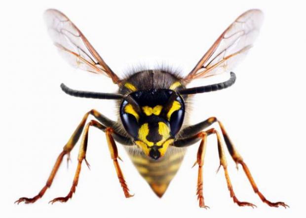 Halstead Gazette: A wasp